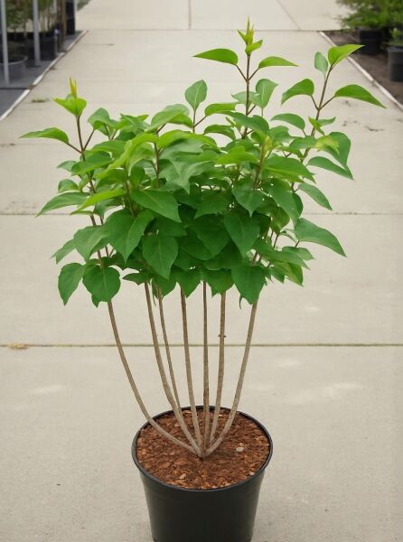 Syringa vulgaris 'Charles Joly' (Gartenflieder) 60–80 cm C7, mehrtriebiger Strauch im Topf mit grünen Blättern.