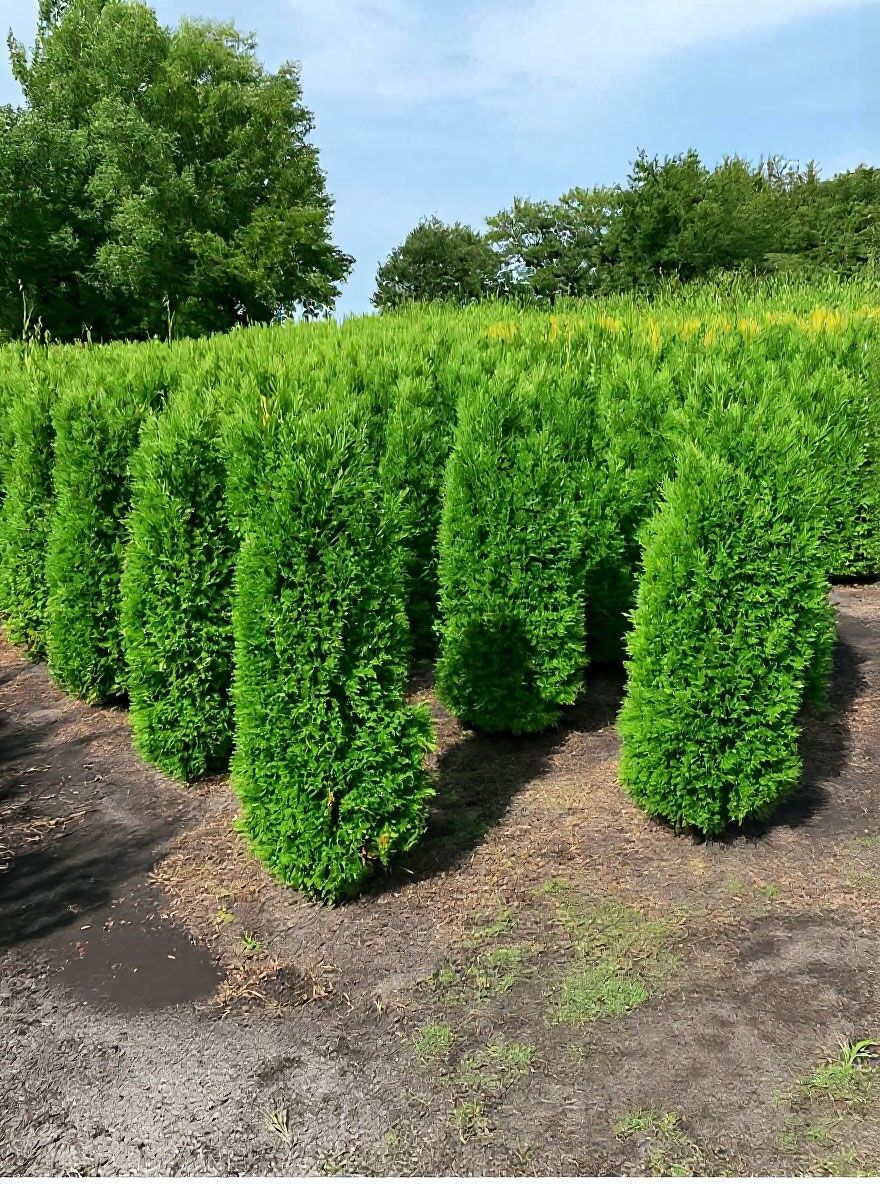 Sulen-Lebensbaum 'Columna' - Thuja occidentalis 'Columna' - Baumschule  NewGarden
