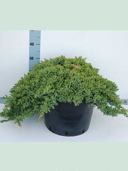 Juniperus procumbens 'Nana' / Japanischer Kriechwacholder