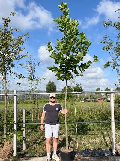 Platanus hispanica / Ahornblättrige Platane Hochstamm 14-16 StU im Container, junger Baum mit Stamm und grünen Blättern