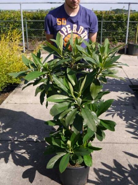 Japanischer Papierbusch 'Grandiflora' (Edgeworthia chrysantha) im schwarzen Pflanztopf, buschiger Wuchs mit grünen Blättern, 100-125 cm C20