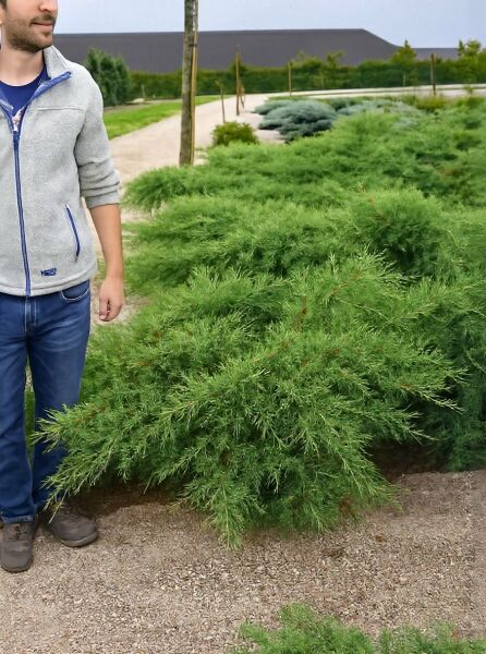 Juniperus pfitzeriana 'Pfitzeriana Glauca' / Blauer Pfitzer-Wacholder 80–100 cm (breit) C20, flach wachsender Nadelstrauch im Container