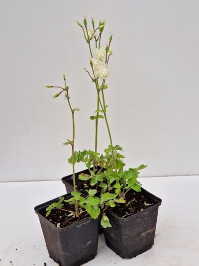 Kurzspornige Akelei (Aquilegia vulgaris) 'White Barlow' im P9-Topf, mit weißen gefüllten Blüten und grünem Laub.