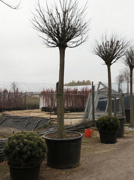 Robinia pseudoacacia 'Umbraculifera' / Kugel-Robinie (Kugel-Akazie) 225 cm Stamm 35-40 StU im Container, kugelige Krone