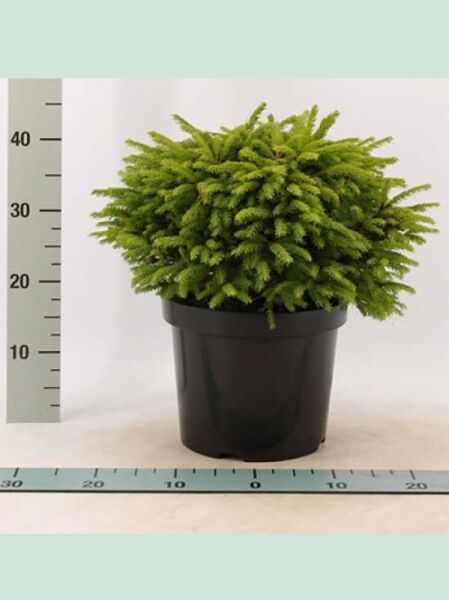 Picea abies 'Ohlendorffii' / Kegel-Fichte
