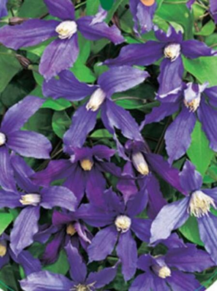 Clematis 'Fukuzono' / Waldrebe 'Fukuzono'