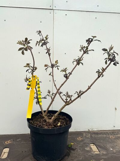 Sambucus nigra 'Guincho Purple' / Blut-Holunder 'Guincho Purple' 40-60 cm C3 im Topf, verzweigt mit dunkelviolettem Laubansatz