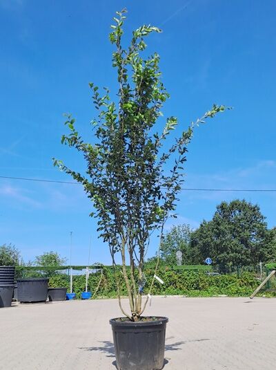 Eisenholzbaum 'Vanessa' 300-350 cm Schirmform / Parrotia persica 'Vanessa' (1577183)