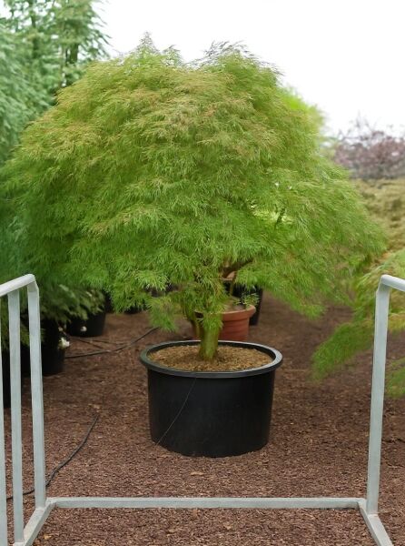 Grüner Schlitz-Ahorn (Acer palmatum 'Dissectum') 100 cm Stamm, C160, im Topf mit überhängender grüner Krone