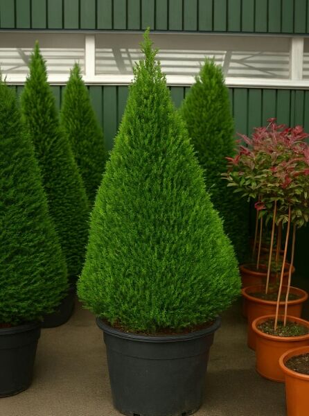 Taxus baccata 'Kegel' (Heimische Eibe) 200–225 cm, 80–100 cm breit, kegelförmig im Topf, C150