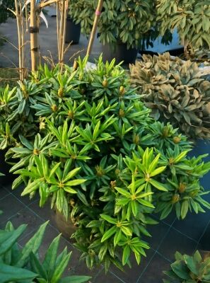 Rhododendron 'Baroness H. Schrder' - Rhododendron Hybride 'Baroness H.  Schrder'