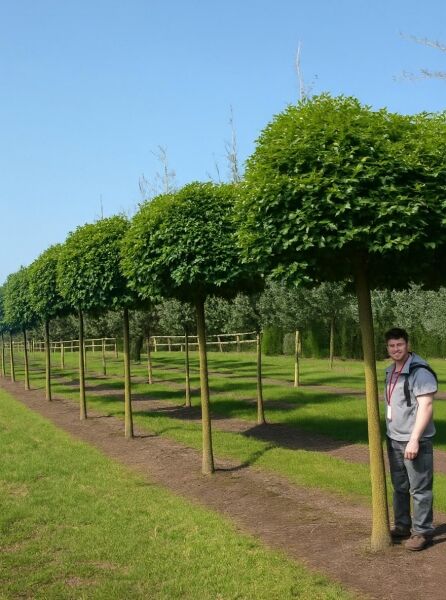 Quercus palustris 'Green Dwarf' (Kugelsumpfeiche 'Green Dwarf') als Hochstamm mit kugeliger Krone, ca. 225 cm Stammumfang 30-35 cm.