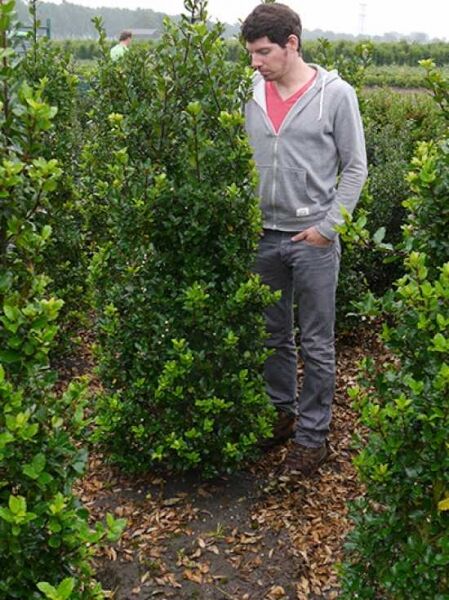 Ilex meserveae 'Heckenstar' / Stechpalme 'Heckenstar' 150-175 cm m. B., aufrecht wachsender Strauch mit glänzendem, grünem Laub