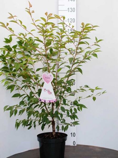 Prunus 'Okame' / Zierkirsche 'Okame', 100-125 cm, C15, im Topf mit aufrechtem Wuchs und grünem Laub.