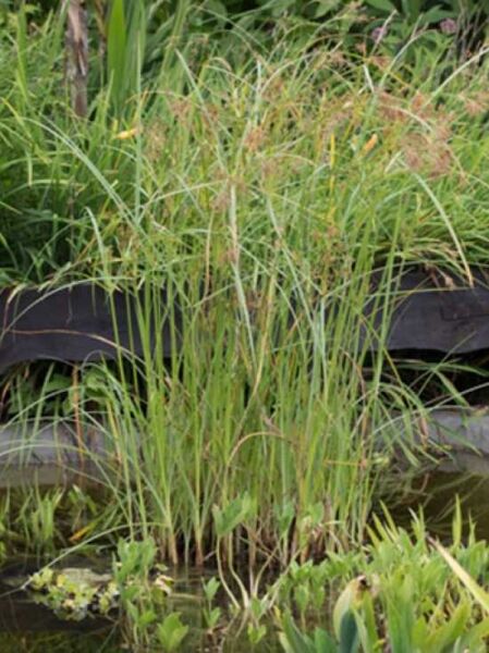 Hohes Zyperngras / Cyperus longus
