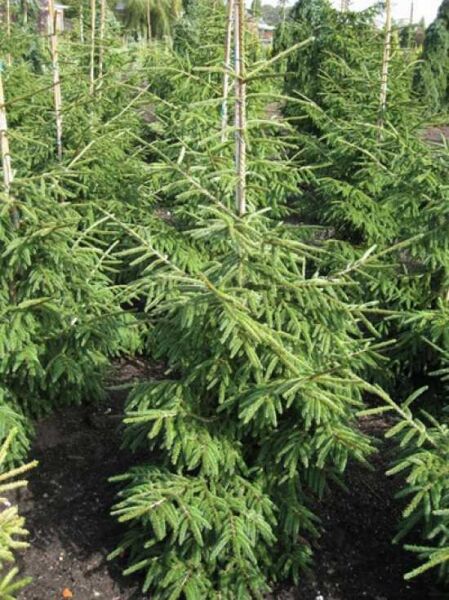 Picea orientalis 'Aureospicata' / Goldspitzenfichte 150-175 cm m. B., junger Nadelbaum mit lockerem Wuchs und grünen Nadeln