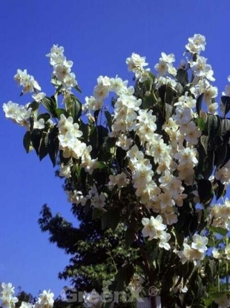 Weichhaariger Pfeifenstrauch / Philadelphus pubescens