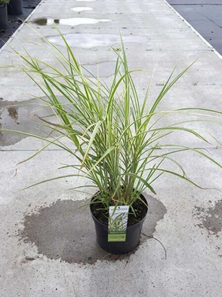 Miscanthus sinensis 'Variegatus' – Weißbuntes Chinaschilf 'Variegatus' im Topf, horstbildend mit schmalen, grün-weiß gestreiften Blättern