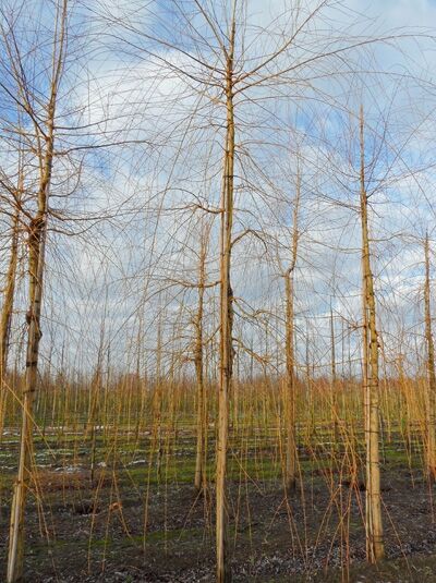 Babylonische Trauer-Weide / Tränen-Weide / Salix babylonica