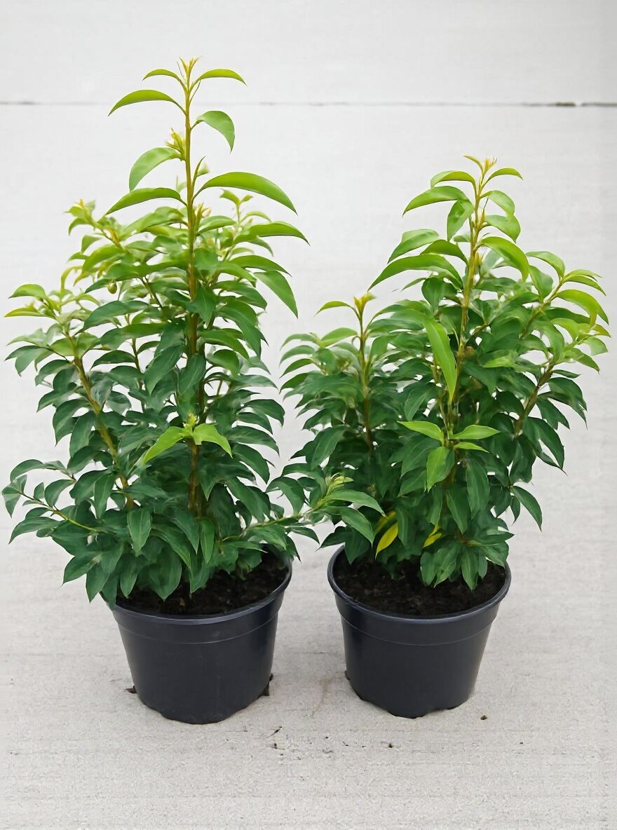 finger philodendron Philodendron Goeldii