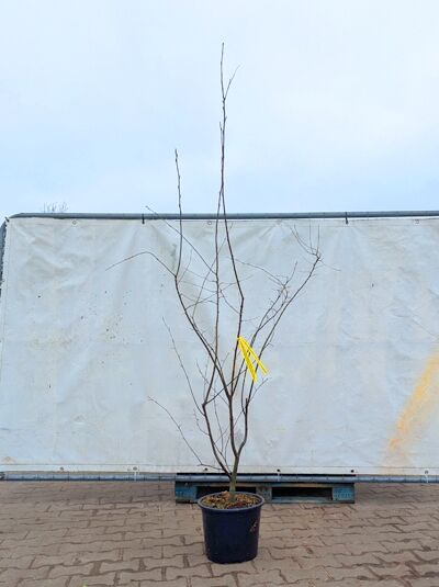 Amelanchier laevis 'Ballerina' (Kahle Felsenbirne) im C20-Topf, 150-175 cm, mehrtriebiger junger Strauch ohne Laub.