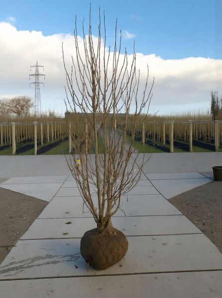 Magnolia loebneri 'Merrill' / Große Stern-Magnolie 'Merrill', 300–350 cm, mehrstämmig, mit Drahtballen.