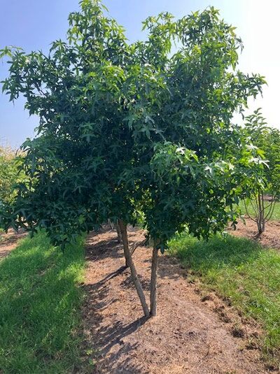 Liquidambar styraciflua, Amerikanischer Amberbaum (Guldenbaum) mehrstämmig, 350–400 cm, im Freiland mit grüner Belaubung