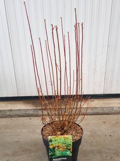 Enkianthus campanulatus (Glockige Prachtglocke) 80–100 cm C10, mehrtriebiger Strauch im schwarzen Pflanztopf.