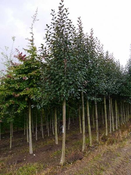 Zierapfel 'Mokum' / Zierapfel 'Mokum'
