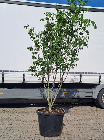 Chinesischer Blumen-Hartriegel &#039;China Girl&#039; 200-250 cm / Cornus kousa var. chinensis &#039;China Girl&#039; (874291)
