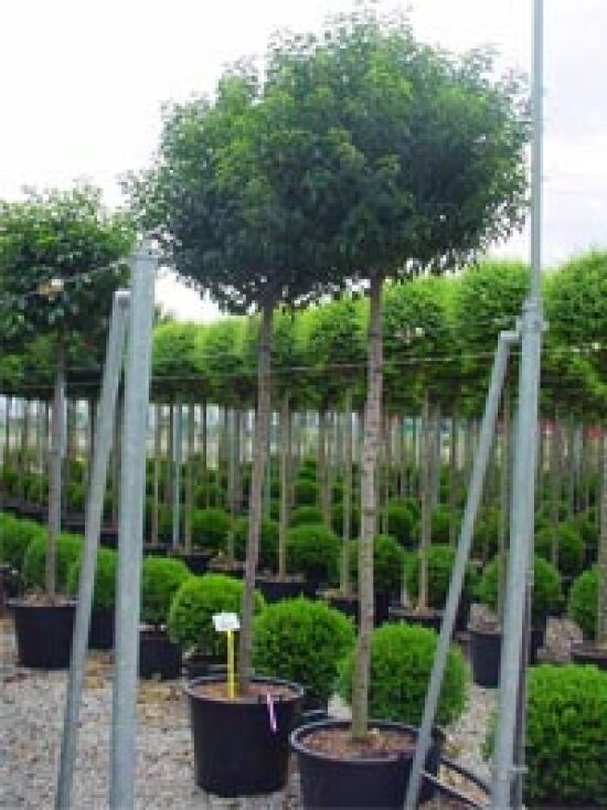 gummibaum wachstum pro jahr SPECIAL OFFER Großer Gummibaum, 100cm – Green Me Up