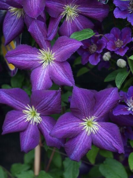 Waldrebe &#039;Jackmanii Purpurea&#039; / Clematis &#039;Jackmanii Purpurea&#039;