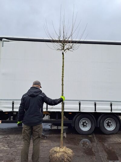 Acer campestre 'Nanum' Kugel-Feldahorn, Hochstamm mit kugeliger Krone, Stamm 12-14 StU, Ballenware, ca. 225 cm