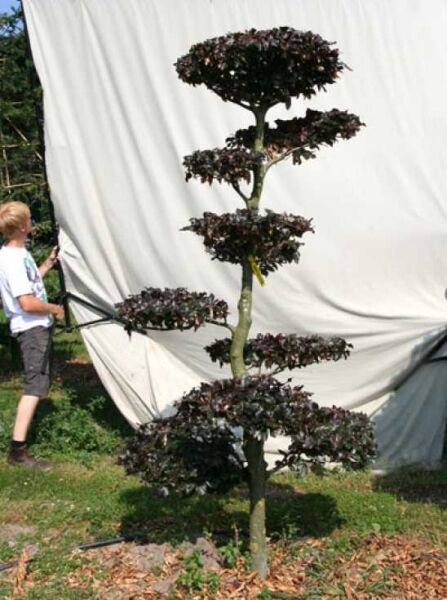 Garten-Bonsai (701115) / Fagus sylvatica 'Purpurea' H: 230 cm B: 120 cm