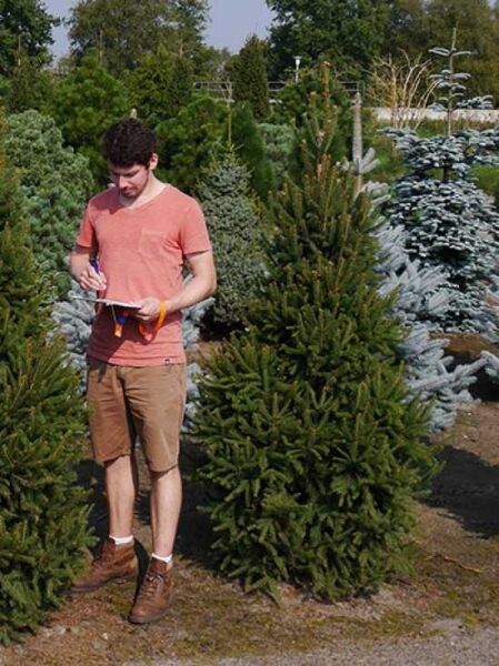 Picea abies 'Columnaris' / Säulen-Fichte Solitär 175-200 cm mit Db., aufrecht wachsendes Nadelgehölz im Feldbestand