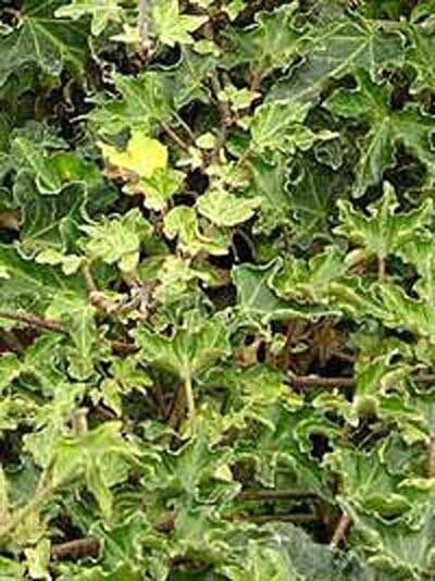 Hedera helix 'Ivalace' / Krausblättriger Efeu 'Ivalace'