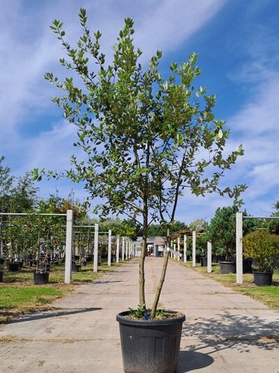 Stein-Eiche / Stechpalmen-Eiche / Wintergrüne Eiche 200-250 cm Schirmform / Stein-Eiche / Stechpalmen-Eiche / Wintergrüne Eiche 200-250 cm Schirmform