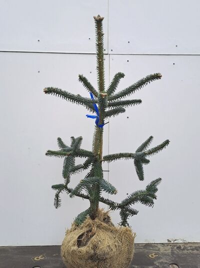 Spanische Tanne / Pinsapo-Tanne / Spanische Tanne / Pinsapo-Tanne