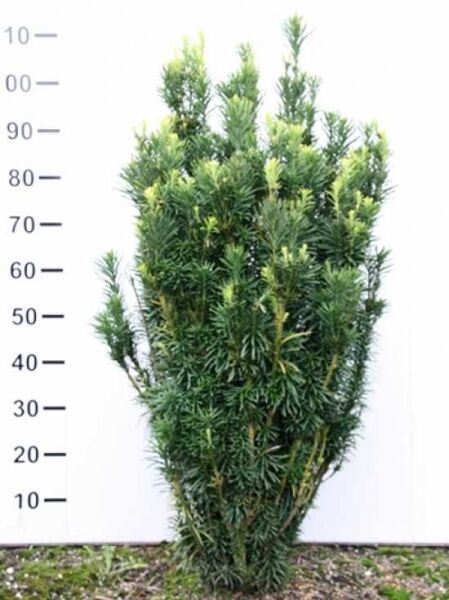 Säulenkopf-Eibe / Säulenkopf-Eibe