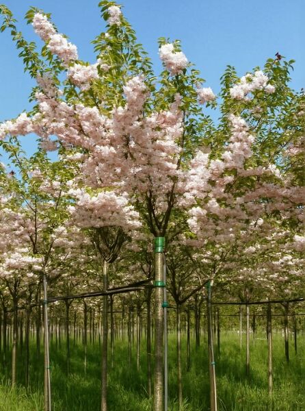 Prunus serrulata 'Kanzan' (Japanische Nelken-Kirsche), Hochstamm mit rosa gefüllten Blüten, 225 cm Stamm, 18–20 StU, m. Db.