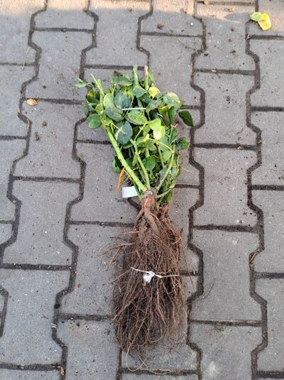 Rosa 'Nostalgie'® / Edelrose 'Nostalgie', A-Qualität wurzelnackt, gebündelte Rose mit Trieben und freiliegenden Wurzeln