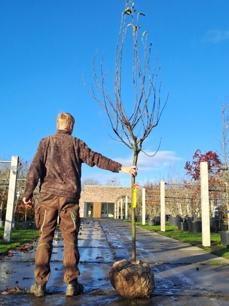 Pyrus communis 'Williams Christ' (Birne 'Williams Christ'/'Bartlett') Halbstamm 14-16 StU mit Drahtballen, wurzelnackt mit Krone