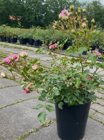 Strauchrose Rosa 'Amica' C5 im Topf, mit grünen Blättern sowie rosa Blüten und Knospen.