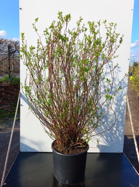 Großblütiger Pfeifenstrauch Philadelphus 'Manteau d'Hermine' 100-125 cm C20, mehrtriebiger Strauch im Topf mit frischem Austrieb