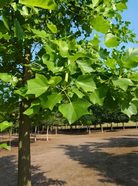 Liriodendron tulipifera (Amerikanischer Tulpenbaum) – Baumkrone mit großen, gelappten grünen Blättern am Stamm.