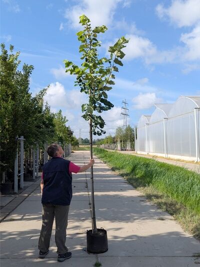 Tilia tomentosa 'Brabant' / Silber-Linde 'Brabant' Hochstamm 12-14 StU im Container, junger Baum mit Stützpfahl und Blattwerk