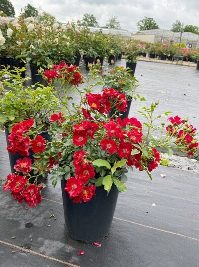 Bodendeckerrose 'Bienenweide ® Rot' / Bodendeckerrose 'Bienenweide ® Rot'