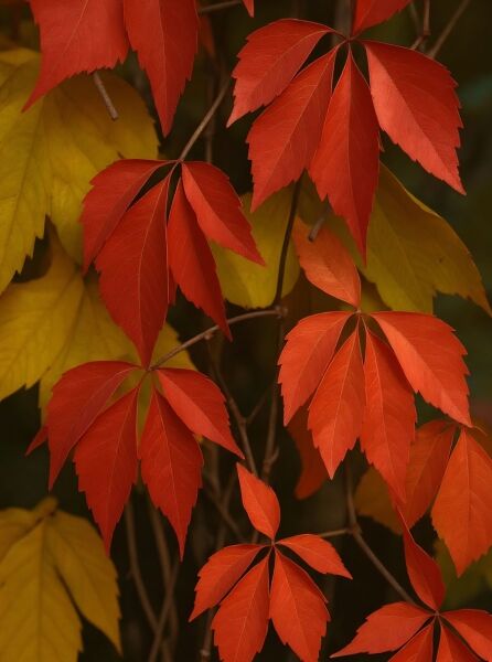 Parthenocissus quinquefolia (Wilder Wein) mit roten, fünfteiligen Blättern am Klettertrieb im Herbstlaub.