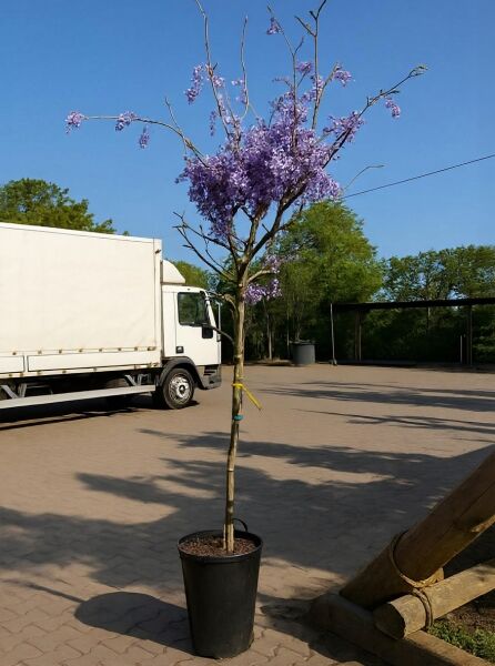 Wisteria sinensis 'Prolific' / Chinesischer Blauregen 'Prolific' Hochstamm 12-14 StU im Container mit violetten Blütentrauben