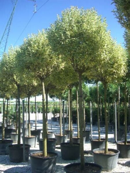 Glanz-Liguster 'Excelsum Superbum' / Ligustrum lucidum 'Excelsum Superbum'